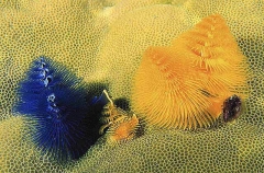 Spiral Worms (Spirobranchus giganteus) Spiral Worms (Spirobranchus giganteus)