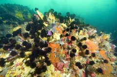 Northern Feather Duster Worms (Eudistylia vancouveri) Northern Feather Duster Worms (Eudistylia vancouveri)
