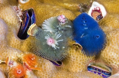 Feather Duster Worms (Serpulidae and Sabellidae) Feather Duster Worms (Serpulidae and Sabellidae)