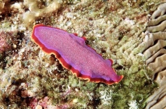 Rusty Flatworm (Psuedoceros ferrugineus)