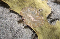 Flatworm (Pseudoceros sp.) Flatworm (Pseudoceros sp.)