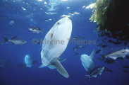 Ocean Sunfish (Mola mola) Ocean Sunfish (Mola mola)