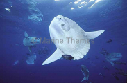Ocean Sunfish (Mola mola) Ocean Sunfish (Mola mola)