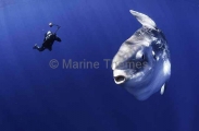 Ocean Sunfish (Mola mola) Ocean Sunfish (Mola mola)