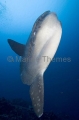 Ocean Sunfish (Mola mola) Ocean Sunfish (Mola mola)