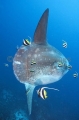 Ocean Sunfish (Mola mola) Ocean Sunfish (Mola mola)