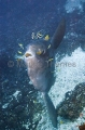 Ocean Sunfish (Mola mola) Ocean Sunfish (Mola mola)