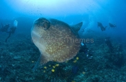 Ocean Sunfish (Mola mola) Ocean Sunfish (Mola mola)