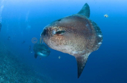 Ocean Sunfish (Mola mola) Ocean Sunfish (Mola mola)