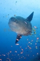 Ocean Sunfish (Mola mola) Ocean Sunfish (Mola mola)