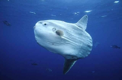 Ocean Sunfish (Mola mola)