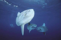 Ocean Sunfish (Mola mola)