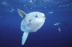 Ocean Sunfish (Mola mola)
