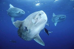 Ocean Sunfish (Mola mola) Ocean Sunfish (Mola mola)