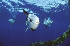 Ocean Sunfish (Mola mola)