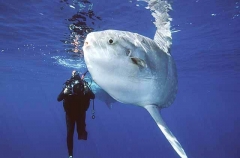 Ocean Sunfish (Mola mola) Ocean Sunfish (Mola mola)