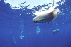 Ocean Sunfish (Mola mola) Ocean Sunfish (Mola mola)