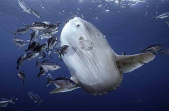 Ocean Sunfish (Mola mola)