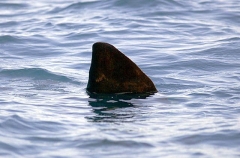 Ocean Sunfish (Mola mola)