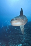 Ocean Sunfish (Mola mola) Ocean Sunfish (Mola mola)