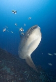 Ocean Sunfish (Mola mola) Ocean Sunfish (Mola mola)