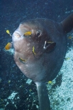 Ocean Sunfish (Mola mola) Ocean Sunfish (Mola mola)
