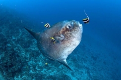 Ocean Sunfish (Mola mola) Ocean Sunfish (Mola mola)