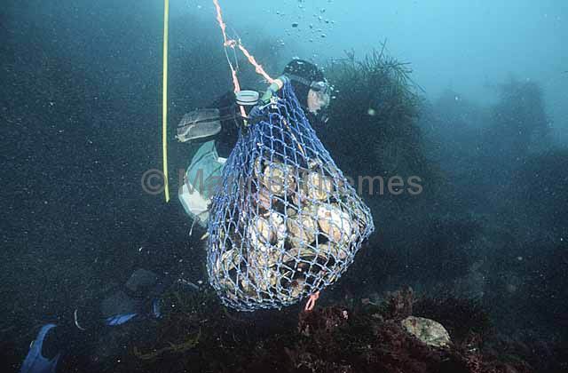 Professional abalone diver working on sea bed with catch bag and float.  fishing collecting gathering commercial booty lifting Divers Archives -  MarineThemes Stock Photo Library