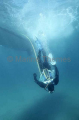Professional abalone diver descending from boat with hooker line and Shark Pod anti-shark device. Professional abalone diver descending from boat with hooker line and Shark Pod anti-shark device.