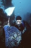 Professional abalone diver working on sea bed with catch bag and float. Professional abalone diver working on sea bed with catch bag and float.
