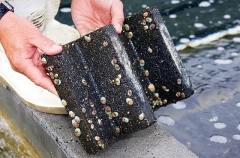 Greenlip Abalone (Haliotis laevigata) Greenlip Abalone (Haliotis laevigata)