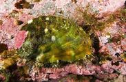 Northern Abalone (Haliotis kamtschatkana) Northern Abalone (Haliotis kamtschatkana)