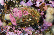Northern Abalone (Haliotis kamtschatkana) Northern Abalone (Haliotis kamtschatkana)
