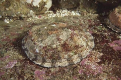 Blacklip Abalone (Haliotis rubra)