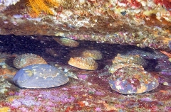 Blacklip Abalone (Haliotis ruber) Blacklip Abalone (Haliotis ruber)