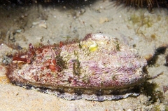 Blacklip Abalone (Haliotis ruber) Blacklip Abalone (Haliotis ruber)