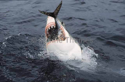Great White Shark (Carcharodon carcharias) Great White Shark (Carcharodon carcharias)
