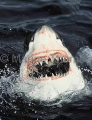 Great White Shark (Carcharodon carcharias) Great White Shark (Carcharodon carcharias)