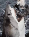 Great White Shark (Carcharodon carcharias) Great White Shark (Carcharodon carcharias)