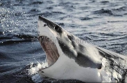 Great White Shark (Carcharodon carcharias) Great White Shark (Carcharodon carcharias)