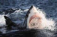 Great White Shark (Carcharodon carcharias) Great White Shark (Carcharodon carcharias)
