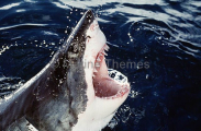Great White Shark (Carcharodon carcharias)