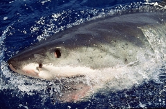 Great White Shark (Carcharodon carcharias) Great White Shark (Carcharodon carcharias)