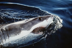 Great White Shark (Carcharodon carcharias) Great White Shark (Carcharodon carcharias)