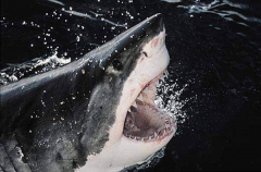 Great White Shark (Carcharodon carcharias) Great White Shark (Carcharodon carcharias)