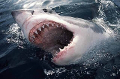 Great White Shark (Carcharodon carcharias) Great White Shark (Carcharodon carcharias)