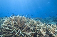 Acropora Coral (Acroporidae) Acropora Coral (Acroporidae)