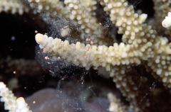 Acropora Coral (Acropora yongei)