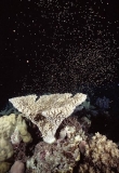 Acropora Coral (Acropora yongei) Acropora Coral (Acropora yongei)