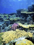 Acropora corals in coral reef lagoon. Acropora corals in coral reef lagoon.